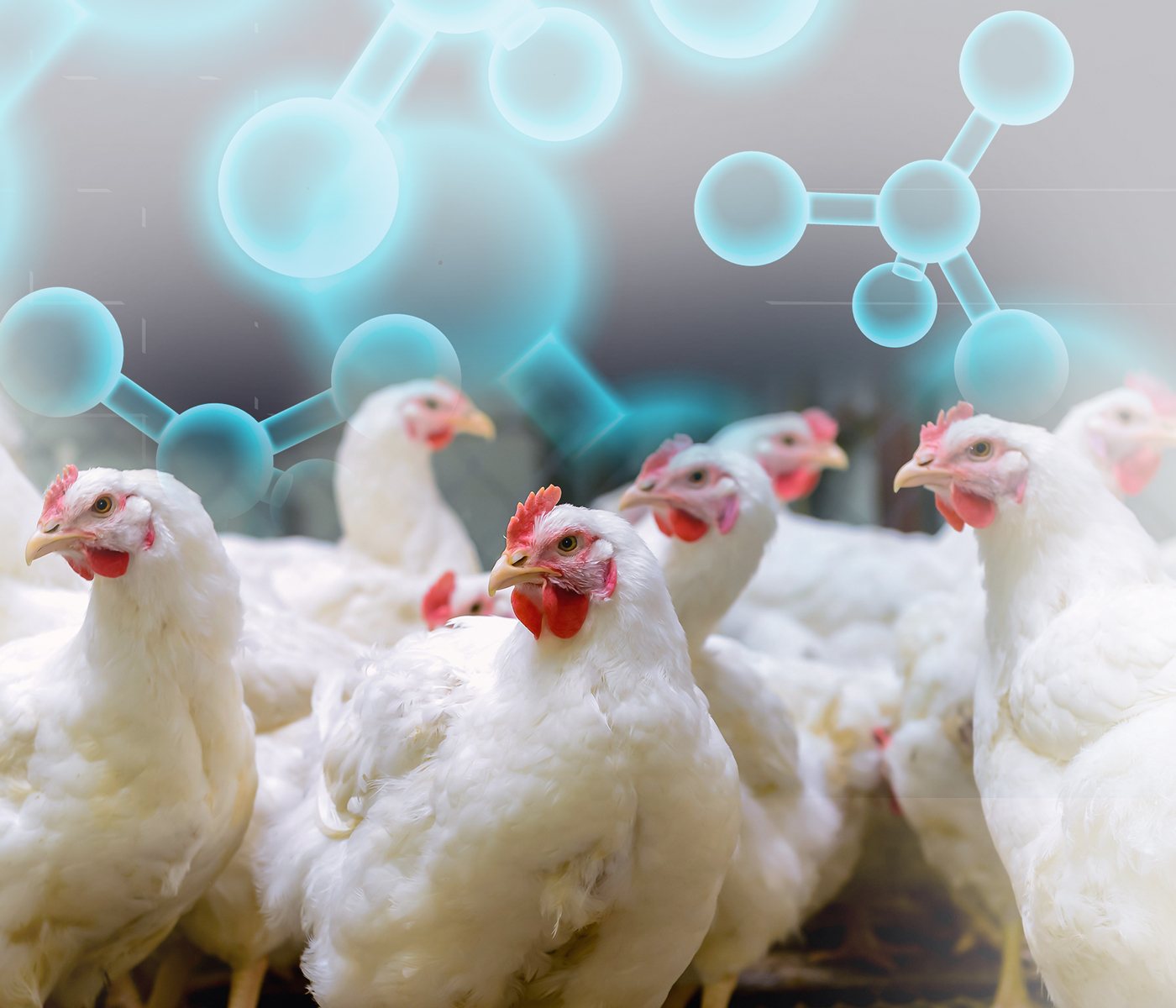 Mejorando la utilización de calcio y fósforo en el pollo de engorde moderno