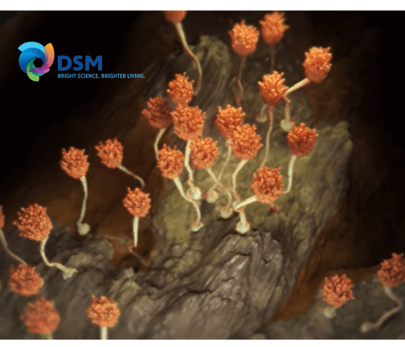 DSM comemora lançamento do Mycofix 5.0 na América Latina