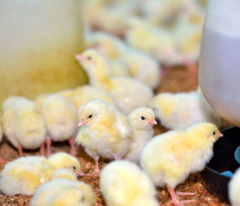 Philippines bans poultry products