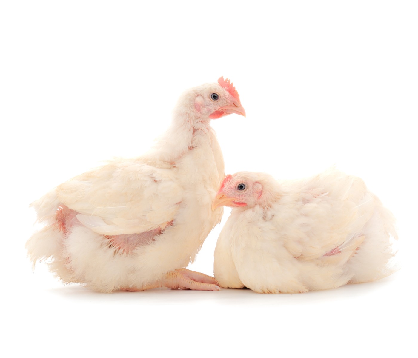 EE.UU.: Sector avícola actualiza pautas de bienestar para pollos de engorde