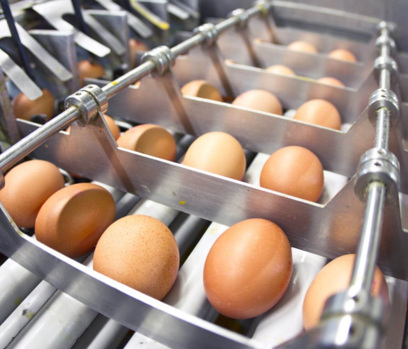 صناعة البيض في الـ EU غير قادرة على المنافسة مع تلك للولايات المتحدة وأوكرانيا
