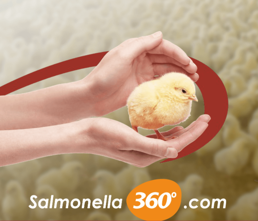 Elanco lança site sobre salmonella