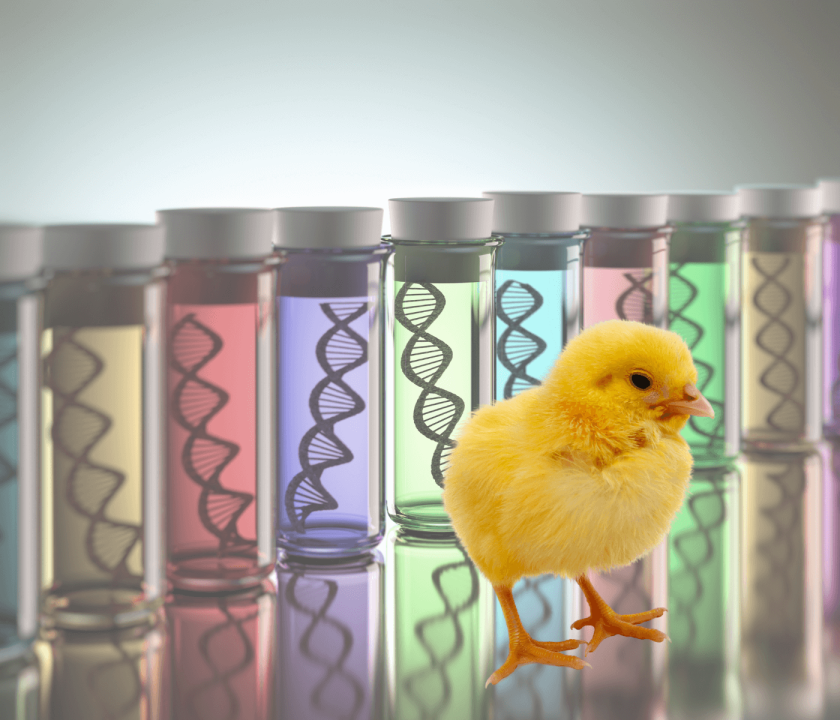 Receita de exportação de genética avícola cresce
