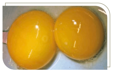 Figure 1 hatching egg quality