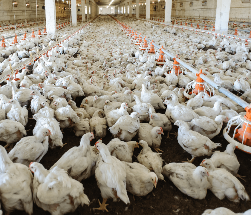 Gripe aviária põe mundo em alerta