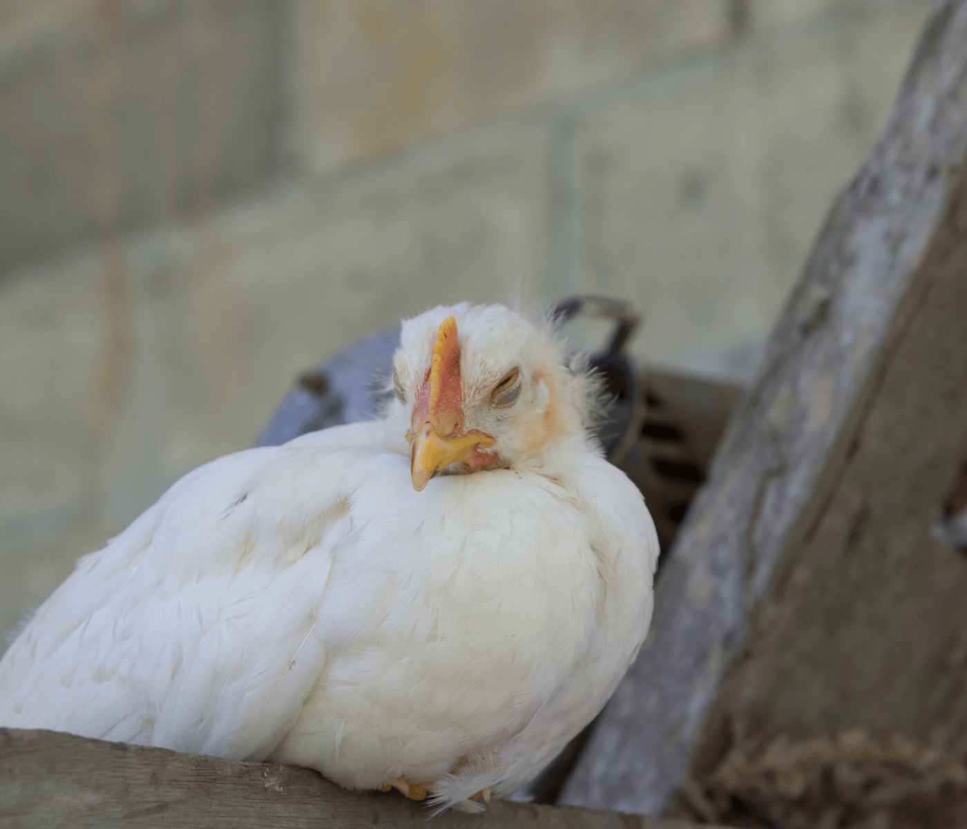 Gripe aviária continua causando prejuízos