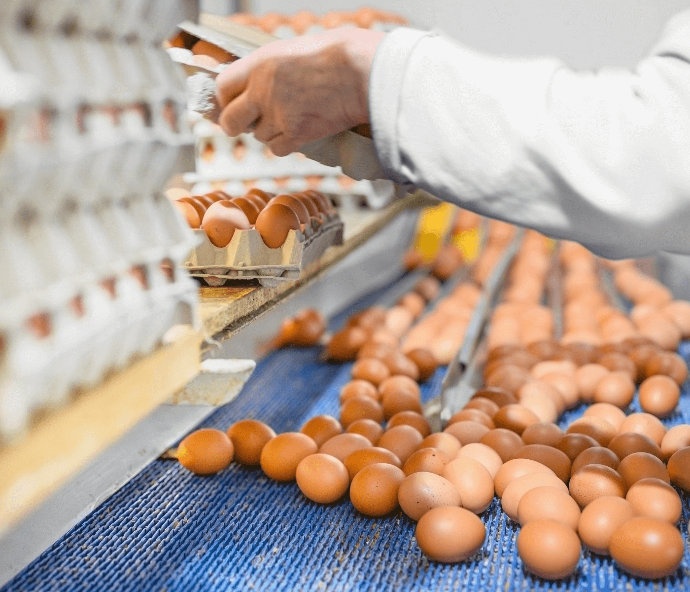 Capital nacional do ovo: conheça o maior produtor de ovo...