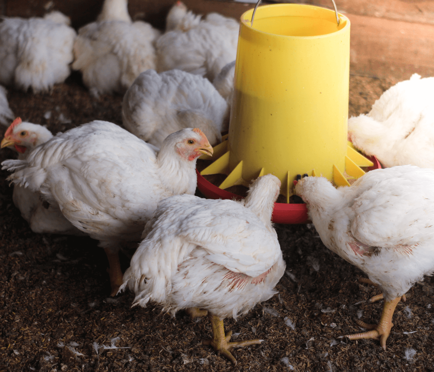 Pesquisa da Embrapa auxilia IBGE na revisão e atualização de série histórica de abate de frangos em estabelecimentos inspecionados