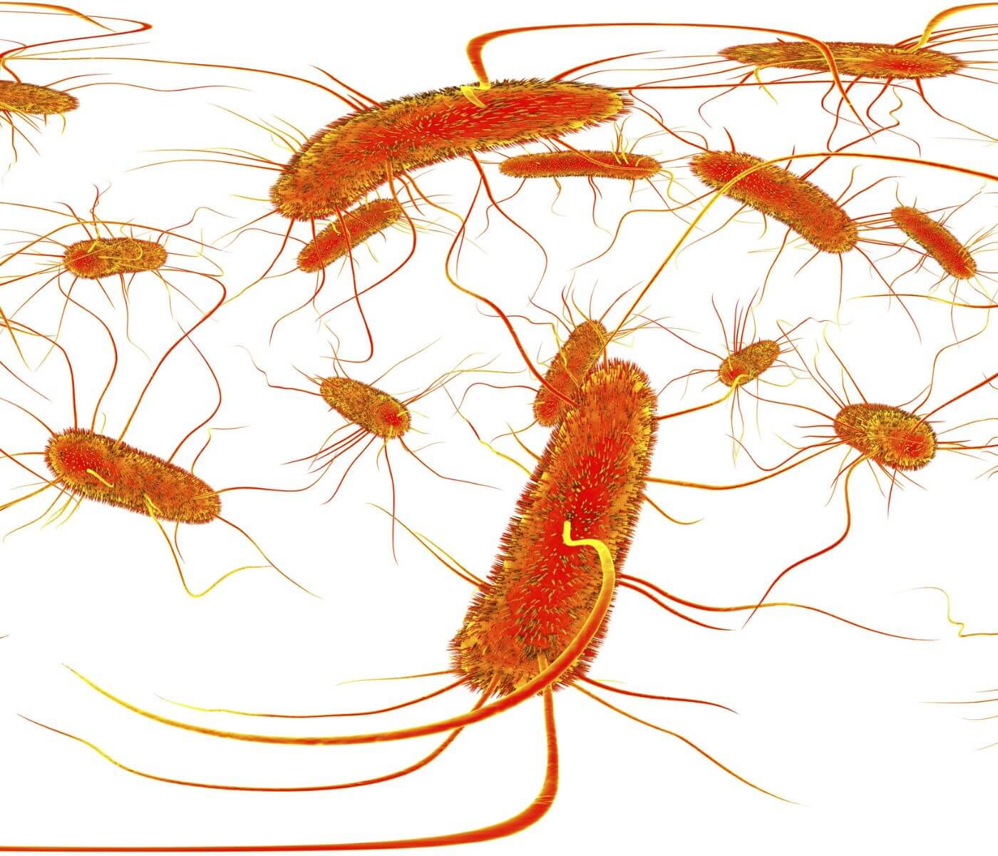 New study to develop antibiotic alternatives against Salmonella