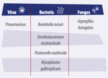 Table 1 respiratory infections in turkeys