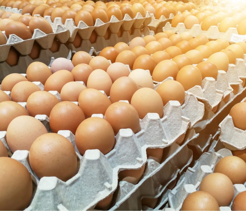 Avicultores bolivianos informan posible desabastecimiento de huevos y pollos