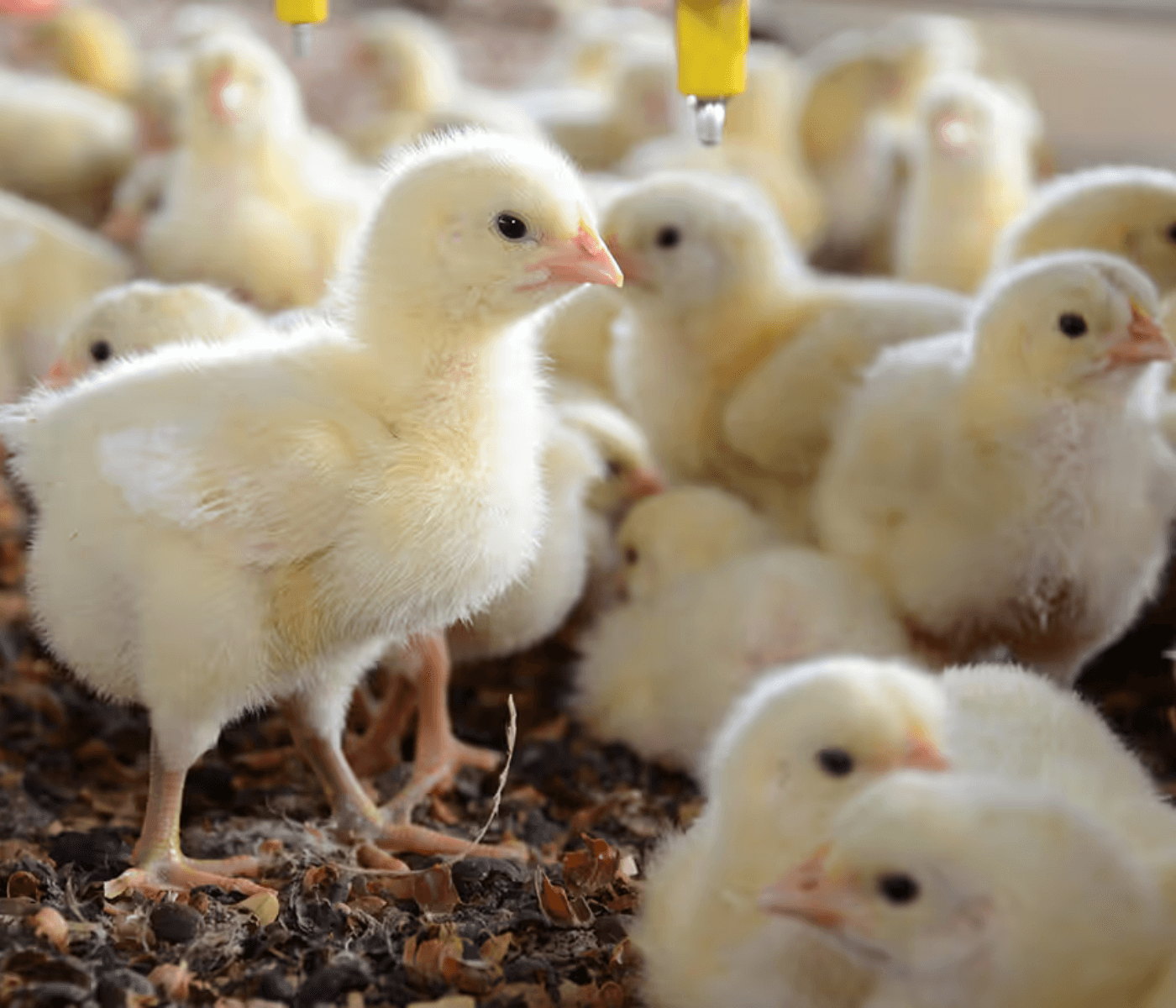 Bem-estar animal na avicultura foi tema do treinamento virtual realizado pela Ceva Saúde Animal para clientes e parceiros