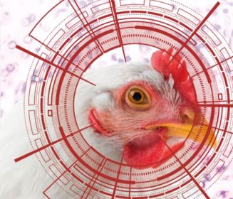 Imagen Revista La Coccidiosis en Aves de Engorde, opciones de control y tendencias