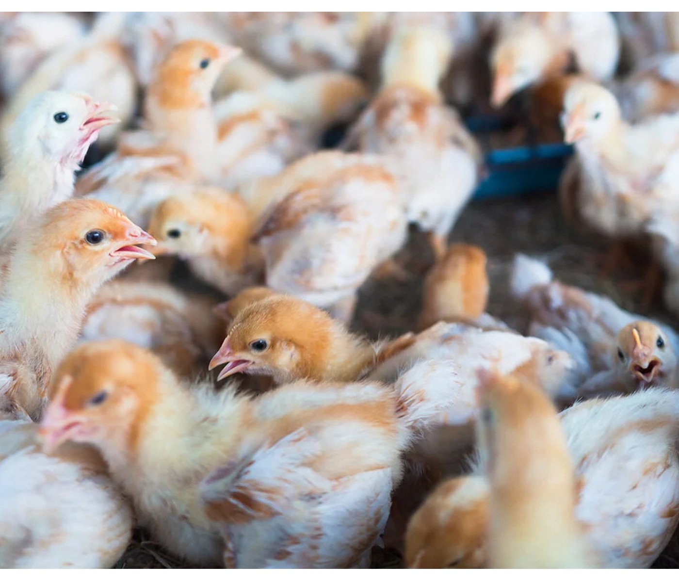 OPS reacciona ante incremento de casos de Influenza Aviar H5N1 en aves en las Américas