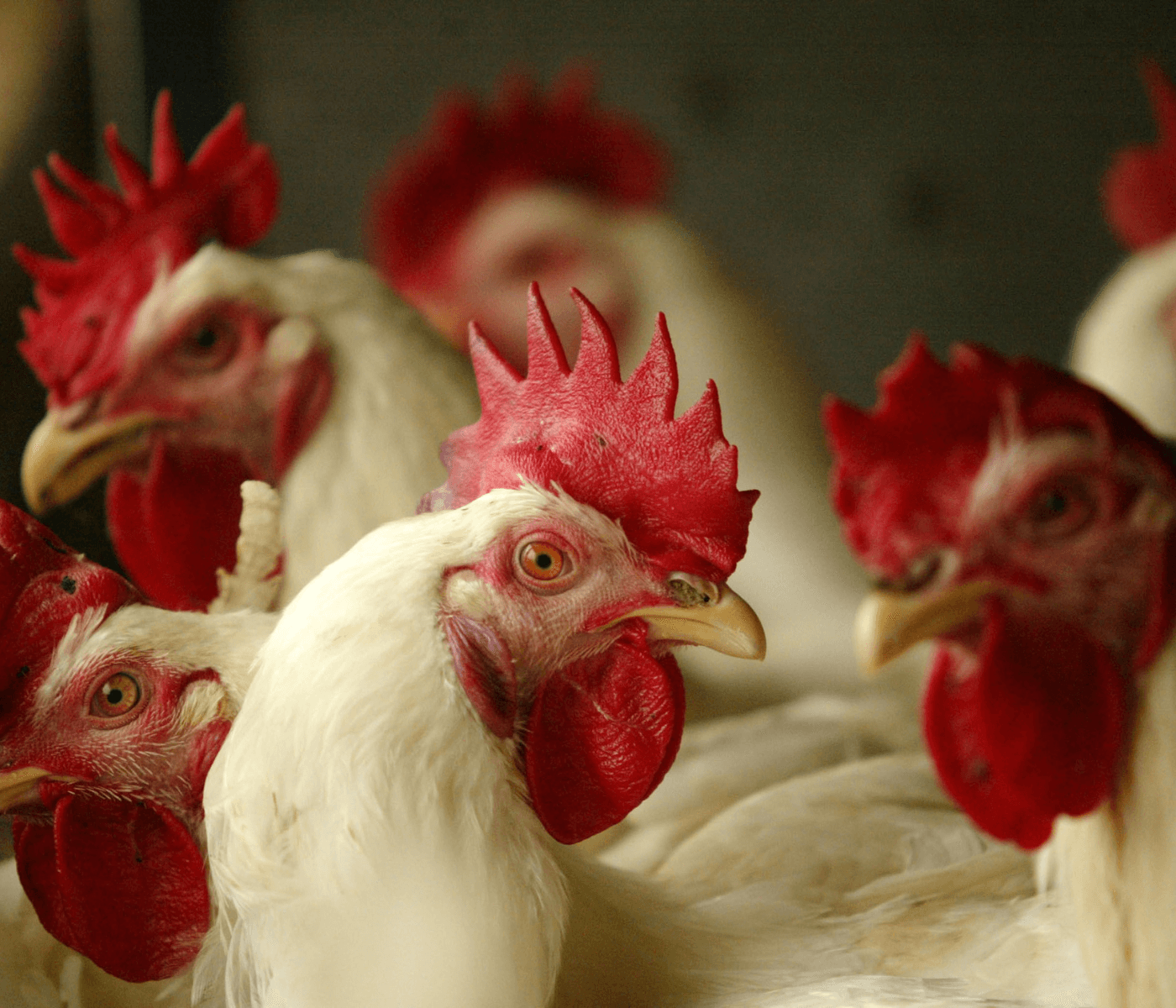 FAESP pede apoio na prevenção contra influenza aviária