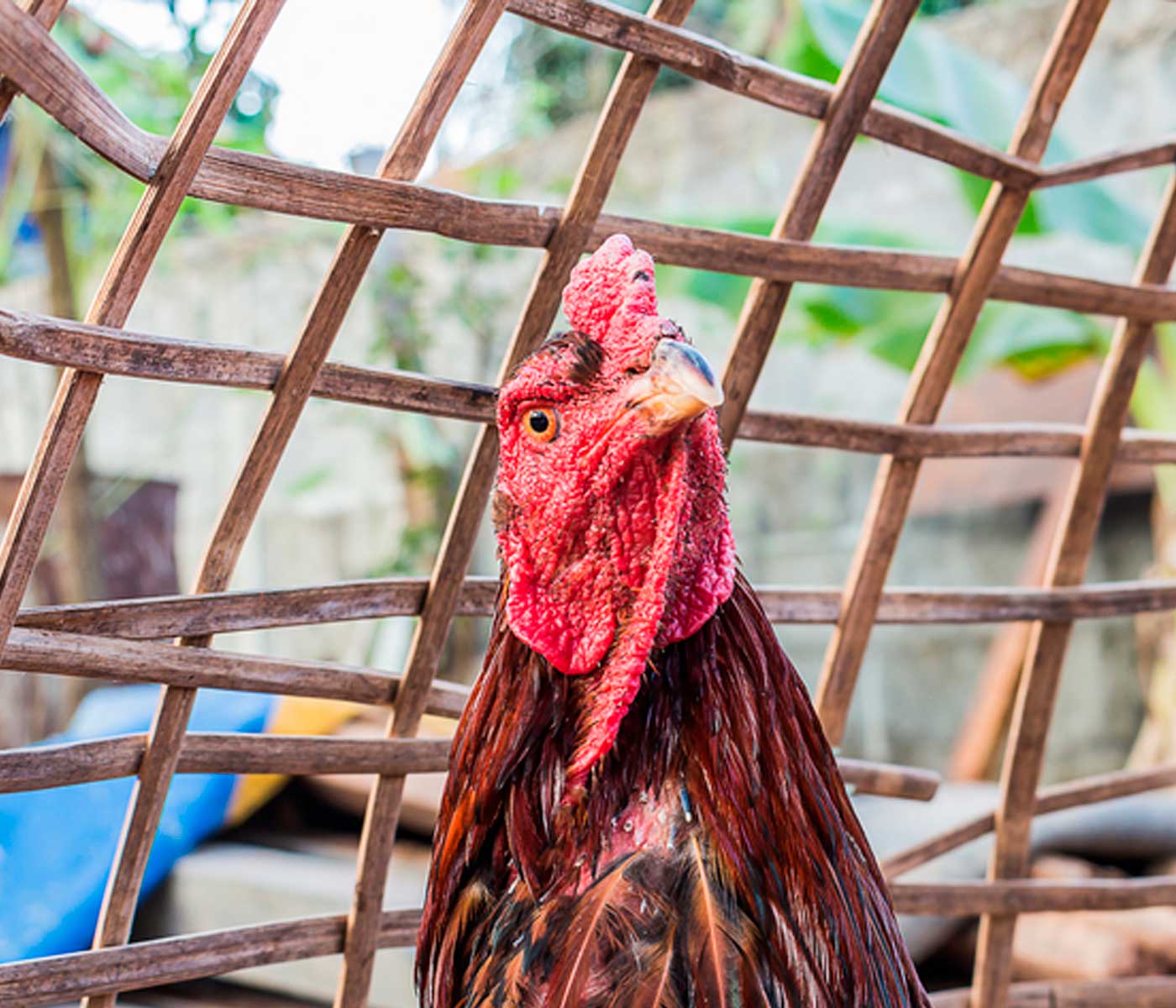 ICA pide prohibir peleas de gallos por gripe aviar