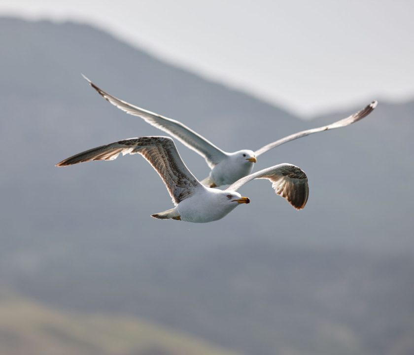 Galicia alerta de nuevos casos de gripe aviar