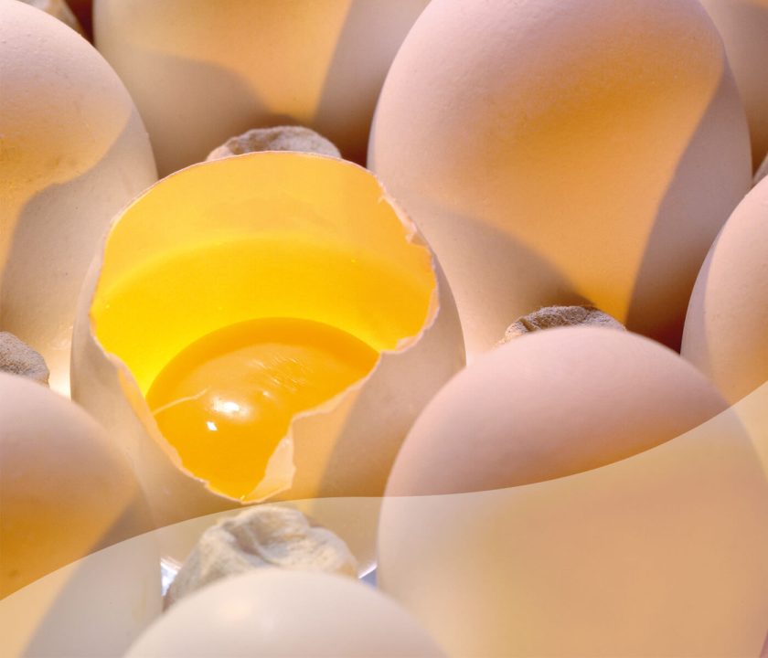 Internal hatching egg quality