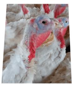 photo 1 respiratory infections in turkeys