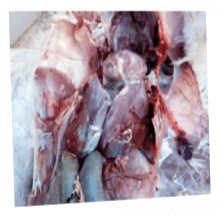 photo 12 respiratory infections in turkeys