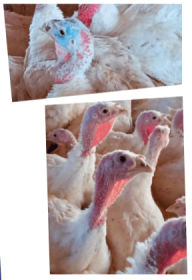 photo 2_3 respiratory infections in turkeys