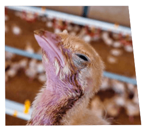 photo 4 respiratory infections in turkeys