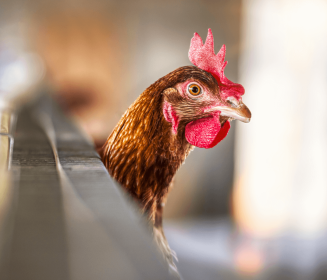 Iamgen Revista Prácticas nutricionales adoptadas en la producción de gallinas ponedoras