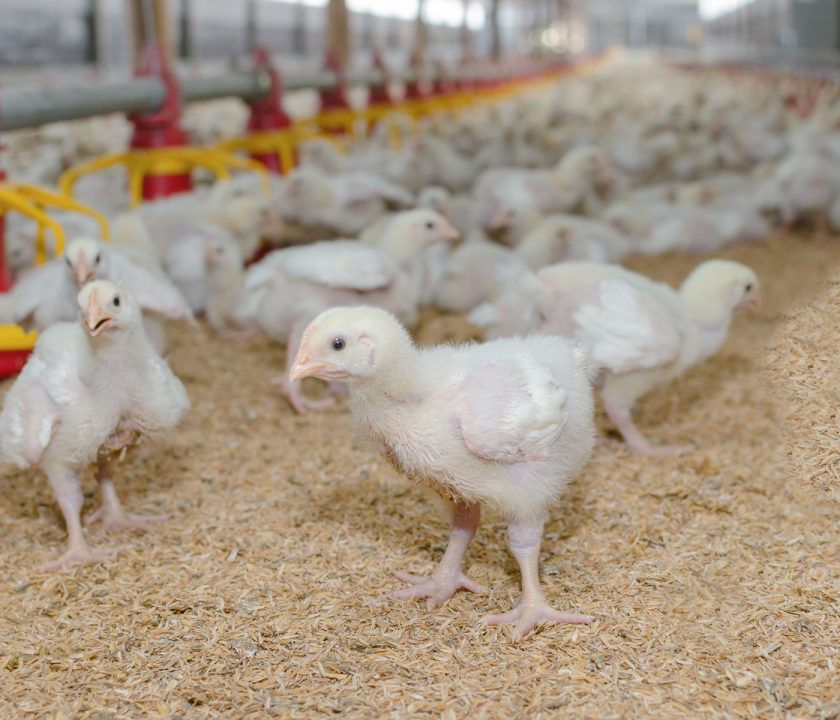 Compensan a productores avícolas argentinos por aplicación del Dólar-Soja