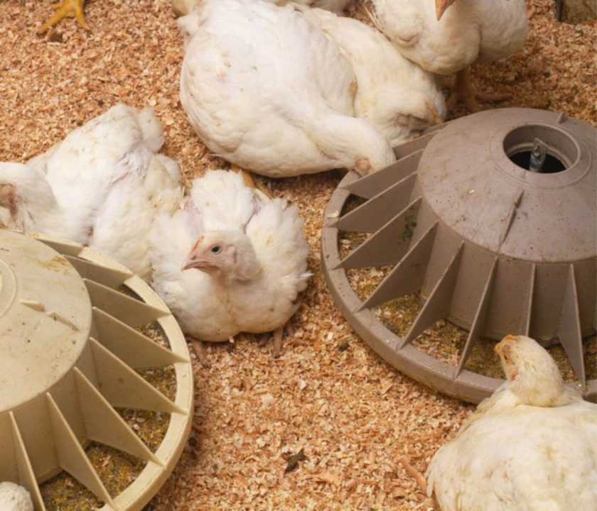 use of betaine in broilers