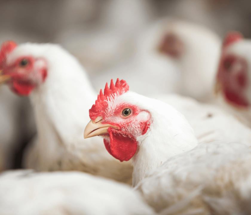 Agroceres participa de curso sobre influenza aviária