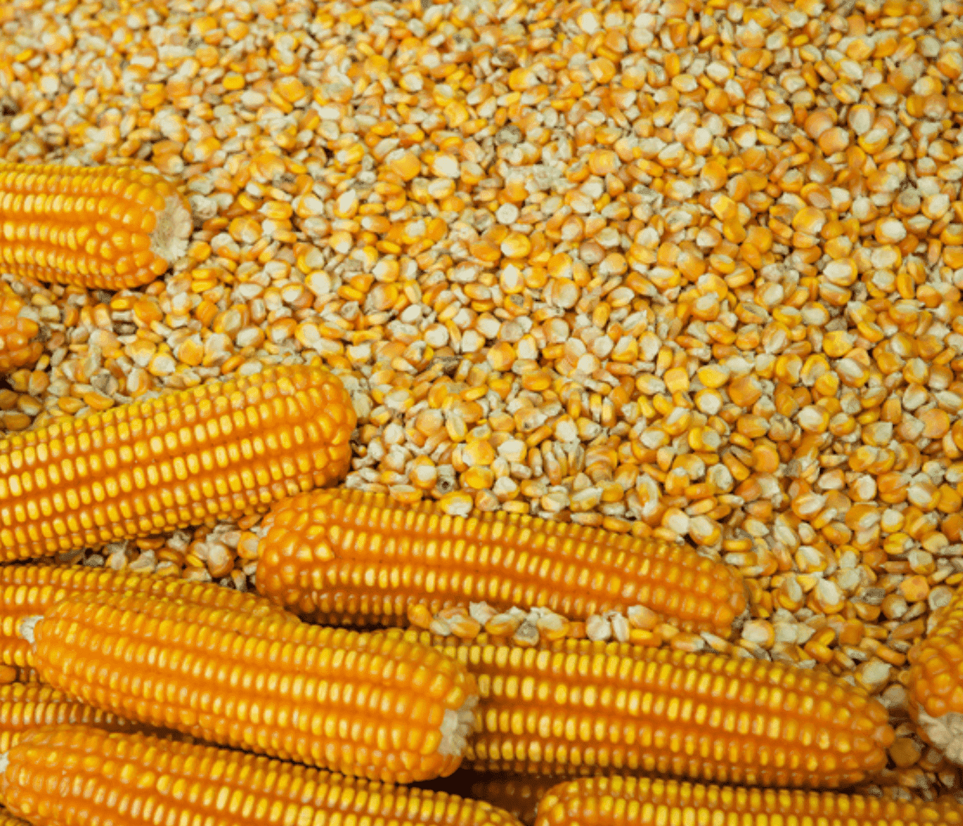 Brasil se ha convertido en el gran proveedor de maíz...
