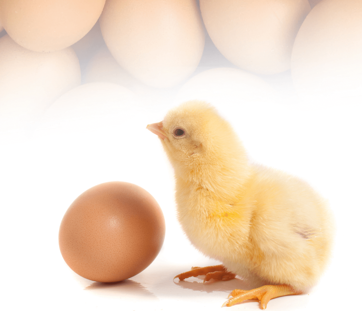 Biochem traz solução para ovos com mais qualidade, sem trincas...