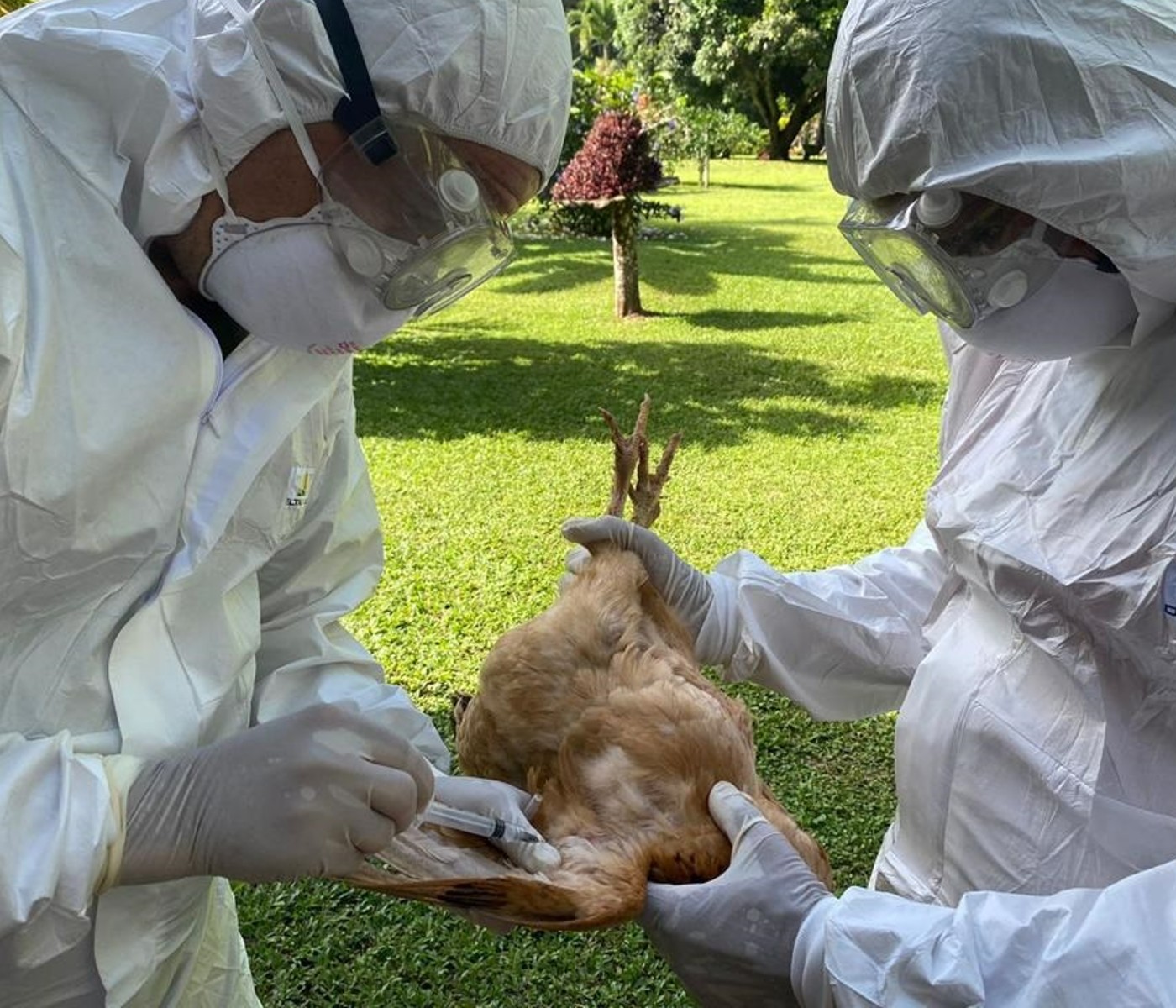 Costa Rica notifica presencia de Influenza Aviar en aves de traspatio