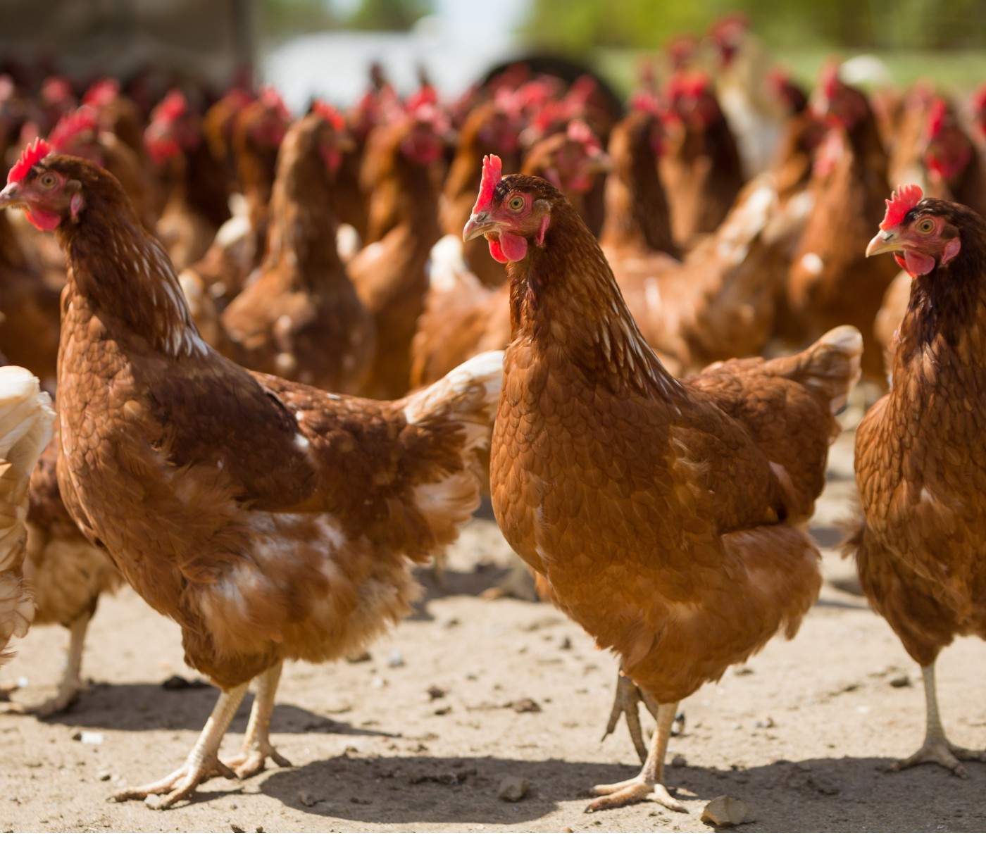 Mejorar las condiciones de bienestar animal en la avicultura colombiana