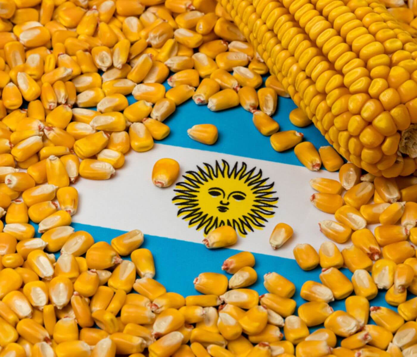 Argentina warns of a drastic reduction in corn exports