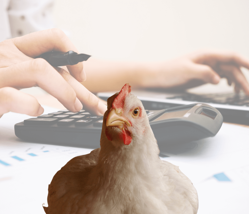 custo de produção de frango de corte de janeiro