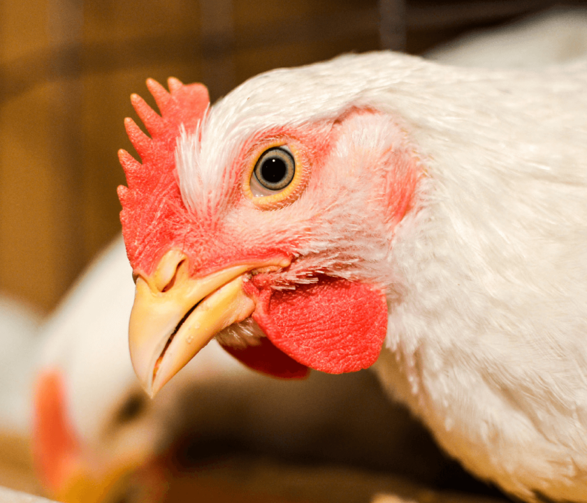 A importância das vitaminas na avicultura