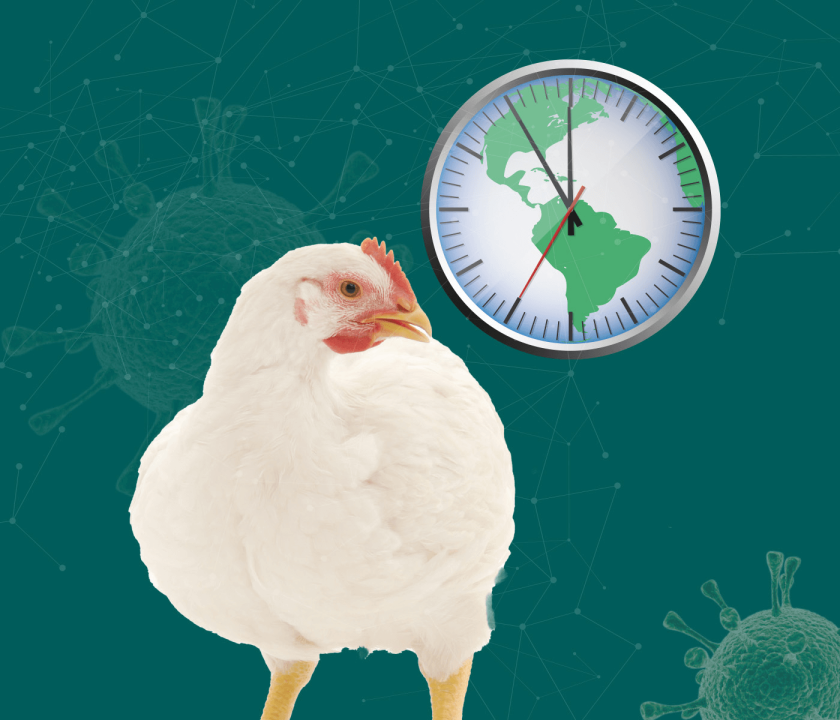 influenza aviária um risco que deve ser gerenciado