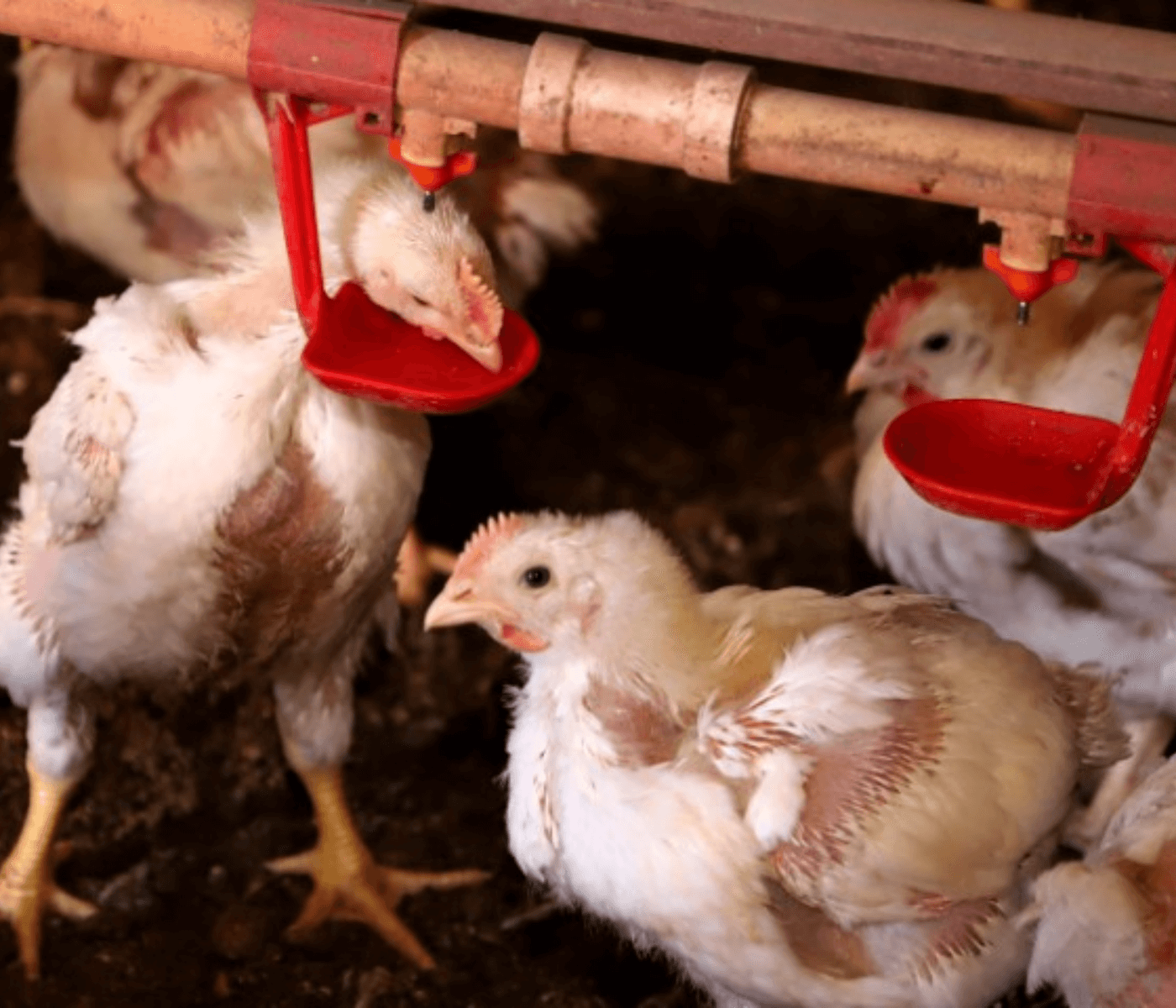 Governo do Paraná suspende participação de aves em eventos agropecuários...