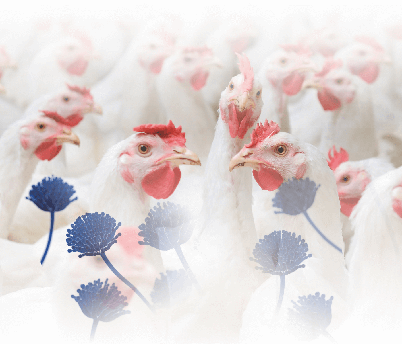 Relevância das micotoxinas na produção de frangos de corte
