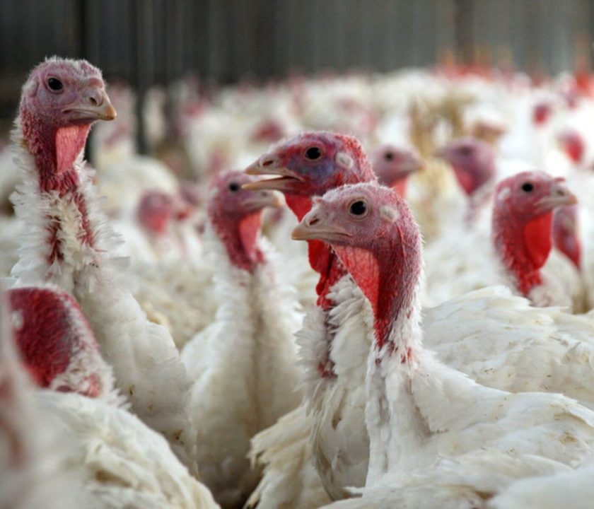 Romanian turkey flocks affected by avian influenza
