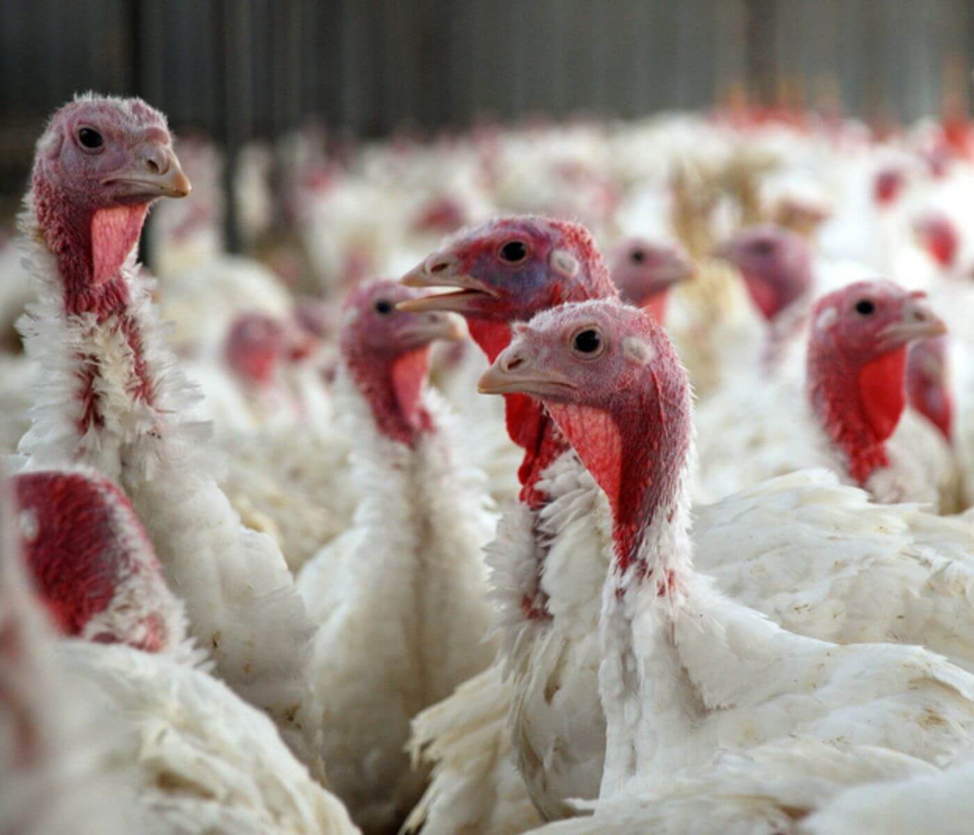 Romanian commercial turkey flocks affected by avian influenza