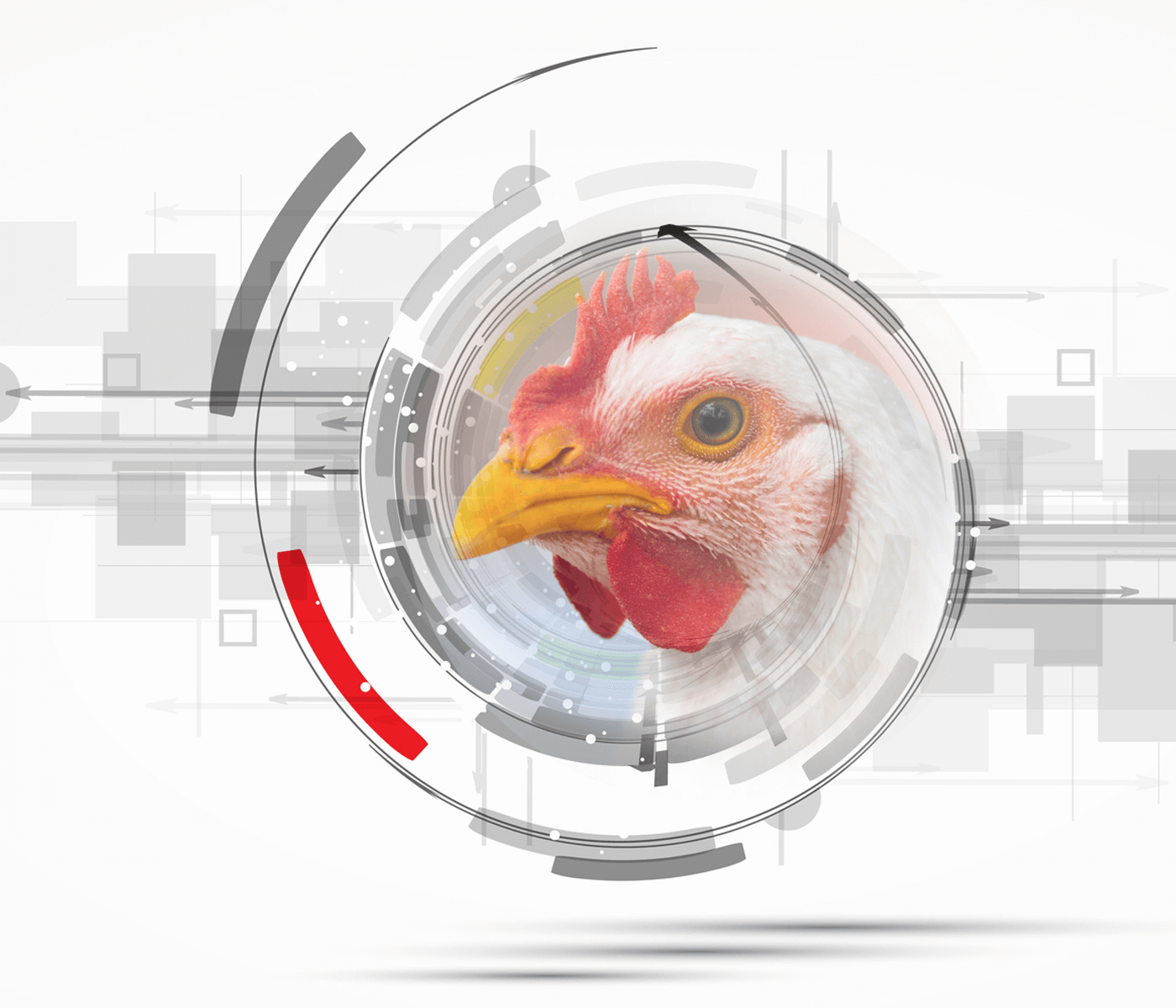 Saúde intestinal de frangos de corte – Novos tempos, novos desafios