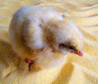 Spray-dried plasma improves broiler gut health and immune function