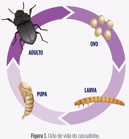 ciclo de vida do cascudinho