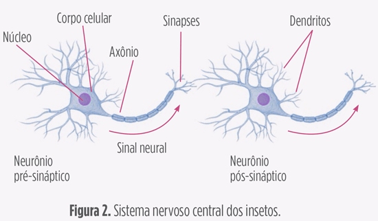 sistema nervoso central do cascudinho