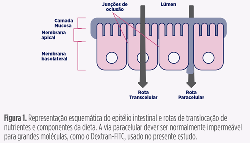 efeito do HERBANOPLEX® CP na permeabilidade intestinal