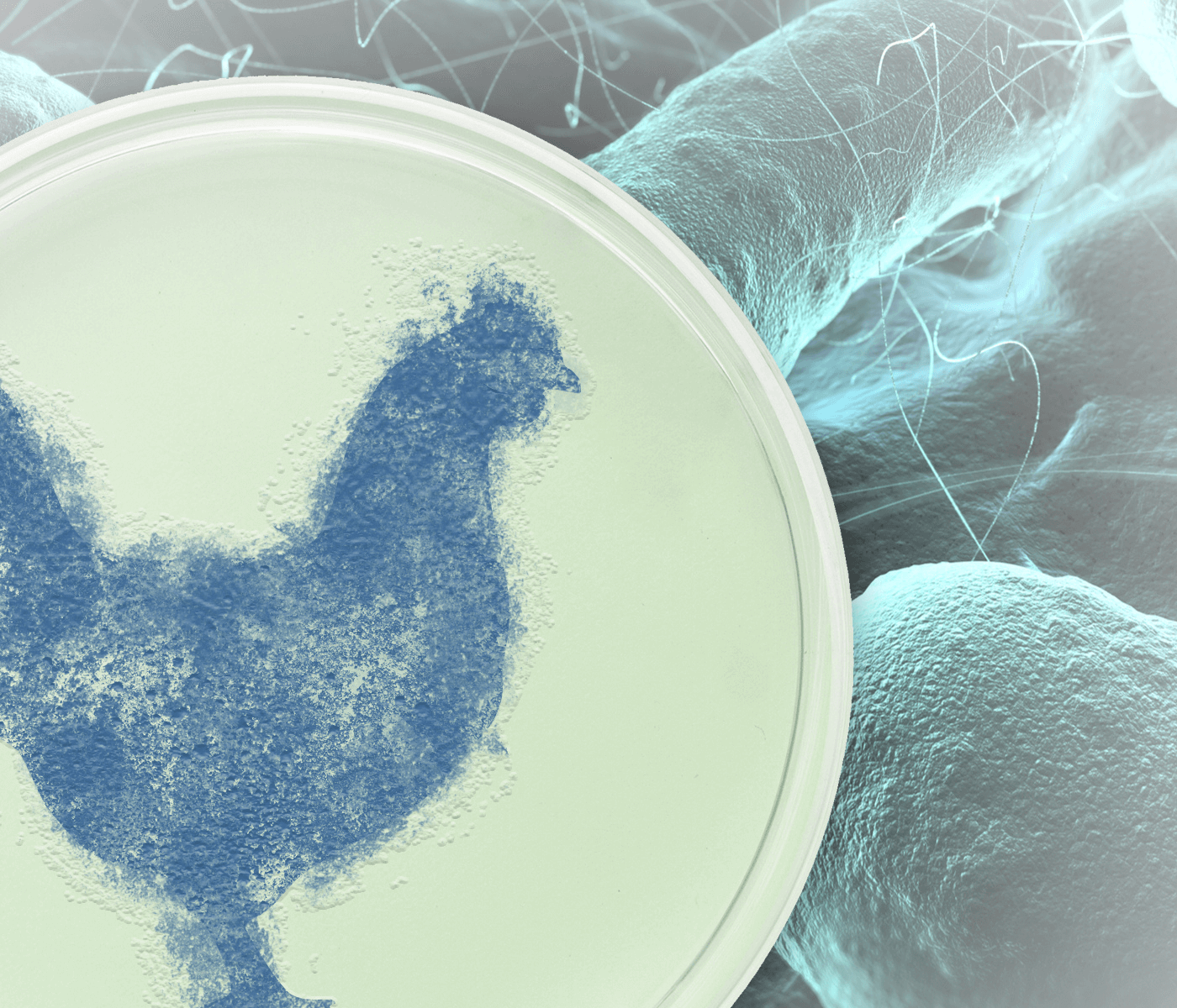 FLORAMAX-B11: alternativa probiótica frente ao desafio de Escherichia coli patogênica...