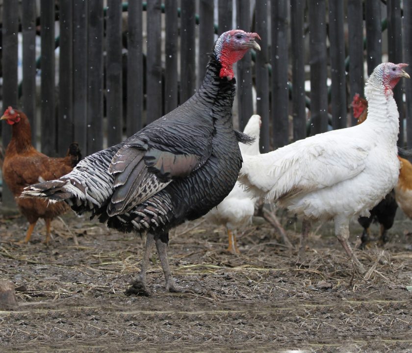 Argentina detecta nuevos casos de Influenza Aviar en pavos y gallinas de traspatio