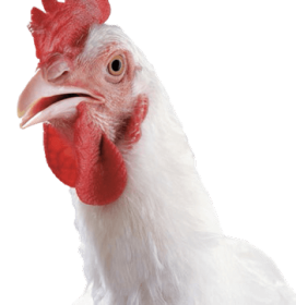 biosseguridade na indústria avícola